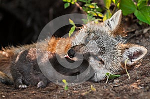 Grey Fox Vixen (Urocyon cinereoargenteus) and Kit Snuggle photo
