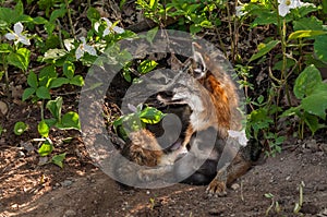 Grey Fox Vixen (Urocyon cinereoargenteus) and Kit Snuggle at Den