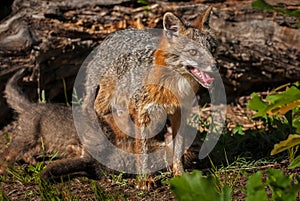 Grey Fox Vixen Urocyon cinereoargenteus with Kits Beneath Her photo