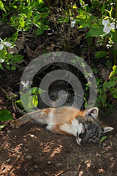 Grey Fox Vixen (Urocyon cinereoargenteus) and Kits Lie in Den