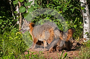 Grey Fox Vixen (Urocyon cinereoargenteus) with Kits Under Her