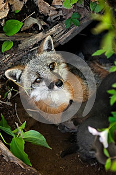 Grey Fox Vixen (Urocyon cinereoargenteus) Lies in Den with Her K