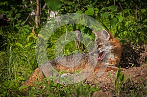 Grey Fox Vixen Urocyon cinereoargenteus Lies Down Looking Left photo