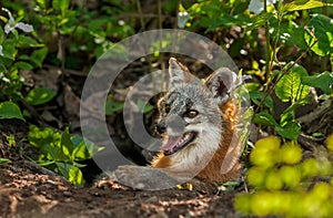 Grey Fox Vixen (Urocyon cinereoargenteus) Lies in Entrance of De