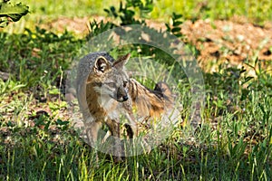 Grey Fox Vixen (Urocyon cinereoargenteus) Looks Right