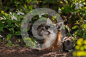 Grey Fox Vixen (Urocyon cinereoargenteus) Looks Up with Kit