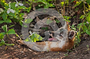 Grey Fox Vixen Urocyon cinereoargenteus With Mosquito on Nose photo