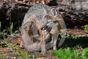 Grey Fox Vixen (Urocyon cinereoargenteus) with Nursing Kit