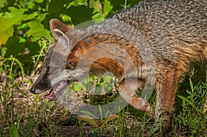 Grey Fox Vixen Urocyon cinereoargenteus Stalks Left Closeup photo