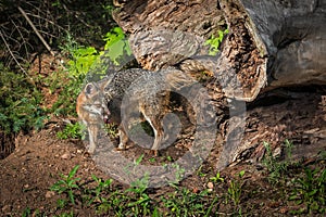 Grey Fox Vixen Urocyon cinereoargenteus Turns With Meat photo