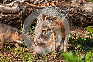 Grey Fox Vixen (Urocyon cinereoargenteus) with Two Kits