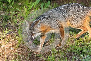 Grey Fox Vixen (Urocyon cinereoargenteus) Walks Left photo