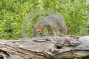 Grey Fox Walking along a Log