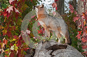 Grey Fox (Urocyon cinereoargenteus) Looks Up From Atop Log