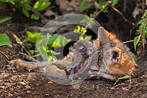 Grey Fox & x28;Urocyon cinereoargenteus& x29; Vixen and Kit Snuggle in Den photo