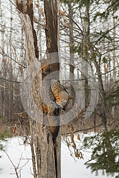 Grey Foxes Urocyon cinereoargenteus Climb Up and Down in Split Tree Winter