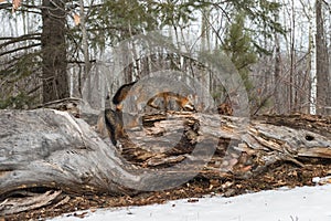Grey Foxes Urocyon cinereoargenteus Investigate Log Winter photo