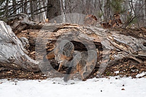 Grey Foxes Urocyon cinereoargenteus Mill About in Front of Log