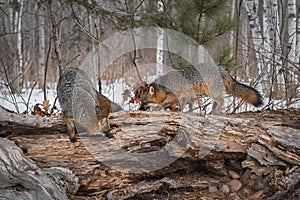 Grey Foxes Urocyon cinereoargenteus Sniff About Atop Log Winter
