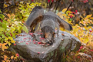 Grey Foxes Urocyon cinereoargenteus Sniff About Atop Rock Autumn