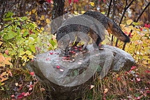 Grey Foxes Urocyon cinereoargenteus Sniff About Atop Rock Autumn