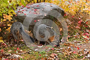 Grey Foxes Urocyon cinereoargenteus Sniff About in Autumn Leav