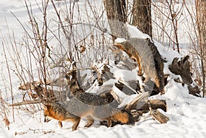 Grey Foxes Urocyon cinereoargenteus Sniff at Log Pile photo