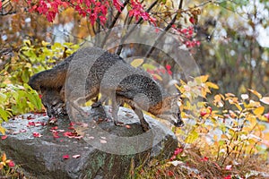 Grey Foxes Urocyon cinereoargenteus Together on Rock Autumn