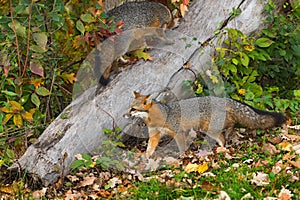 Grey Foxes (Urocyon cinereoargenteus) Walk Near and On Log