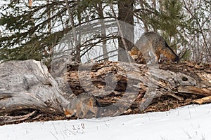 Grey FoxesUrocyon cinereoargenteus Sniff at Log