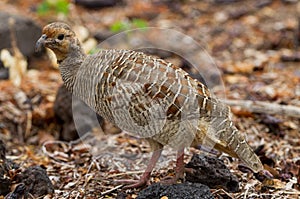 Grey Francolin