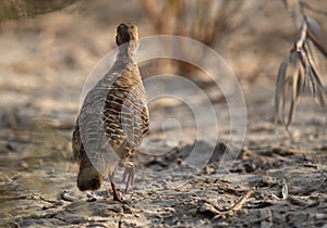 Grey francolin facing opposite side at Khamis, Bahrain