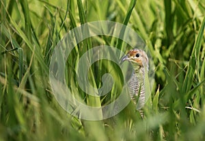 Grey francolin in green grass