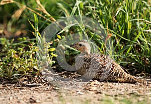 Grey francolin resting