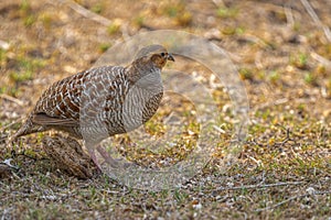 A Grey Francolin resting