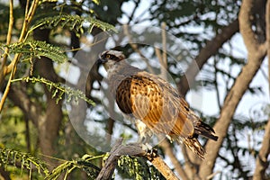 Grey Francolin sitting on the branches of tree.