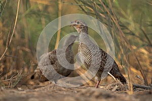 Grey francolins at Khamis, Bahrain