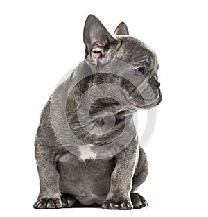 Grey french bulldog puppy sitting, isolated