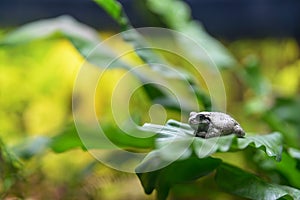 Grey frog on green leaf