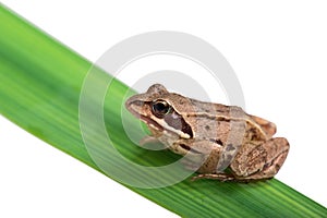 Grey frog sitting on a green leaf
