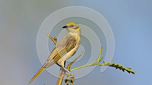 Grey-fronted Honeyeater on branch with copy space