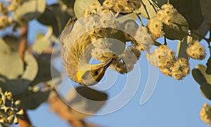 Grey-fronted Honeyeater feeding on wattle flowers