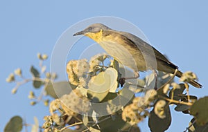 Grey Fronted Honeyeater on flowering acacia tree