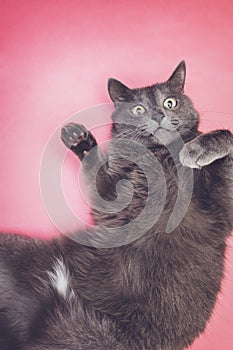 Grey funny cat posing