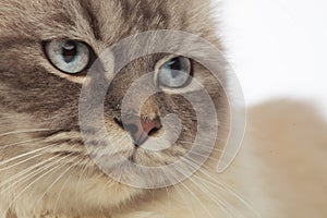 Grey furred cat head with blue eyes looks to side