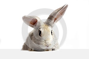 A grey furry rabbit looks at the sign. Isolated on a white background. Easter bunny . The hare looks at the sign