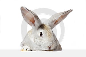 A grey furry rabbit looks at the sign. Isolated on a white background. Easter bunny . The hare looks at the sign