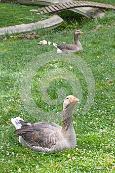 Grey gander and goose from French Marais Poitevin in grass