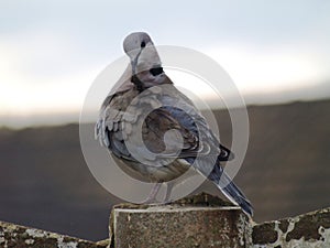 Grey garden dove preens feathers