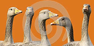 Grey geese heads isolated on an orange background